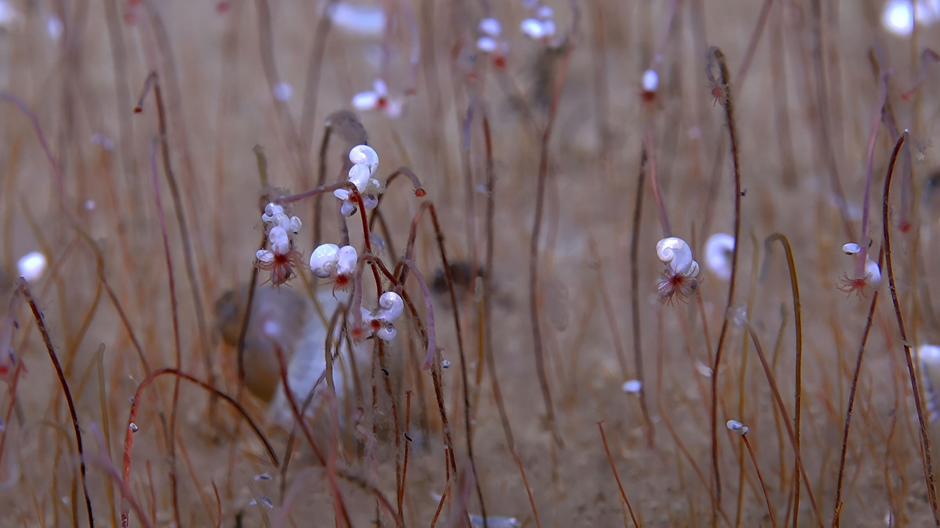 Tajanstveni svet: Neobični organizmi pronađeni u dubokom okeanu 1 Slika prikazuje krupni plan dugih, tankih, crvenkasto-smeđih cevastih crva koji izlaze sa morskog dna.
