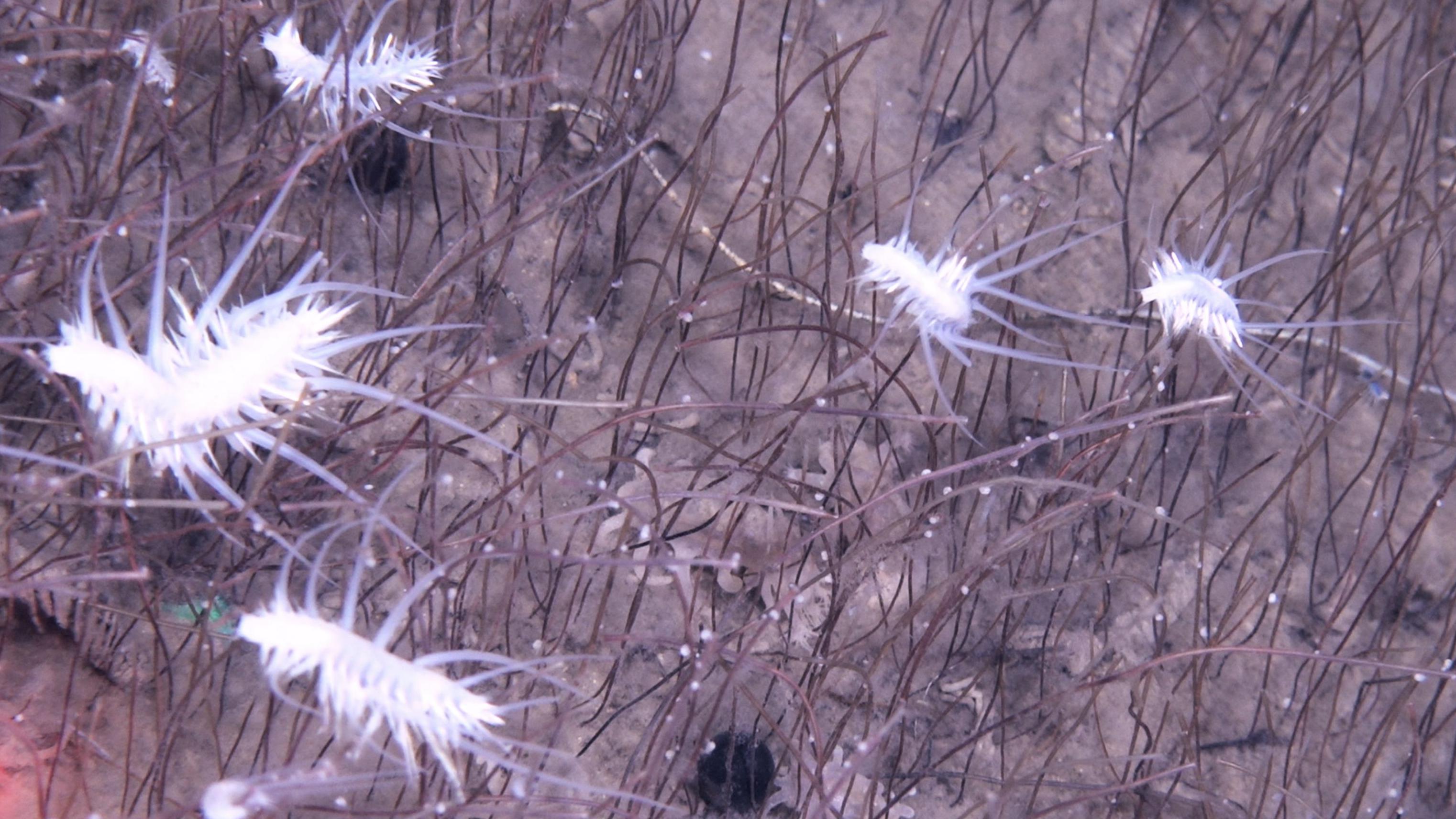 Tajanstveni svet: Neobični organizmi pronađeni u dubokom okeanu 2 Slika je snimljena na dubini od nekoliko kilometara u dubokom okeanskom rovu. Prikazuje pet belih, bodljikavih stvorenja sličnih škampima kako se kreću kroz ono što izgleda kao crvenkasto-smeđa trava. Kada se bolje pogleda, svaka vlat trave je zapravo cevasti crv koji izranja oko 30 cm iz morskog dna.