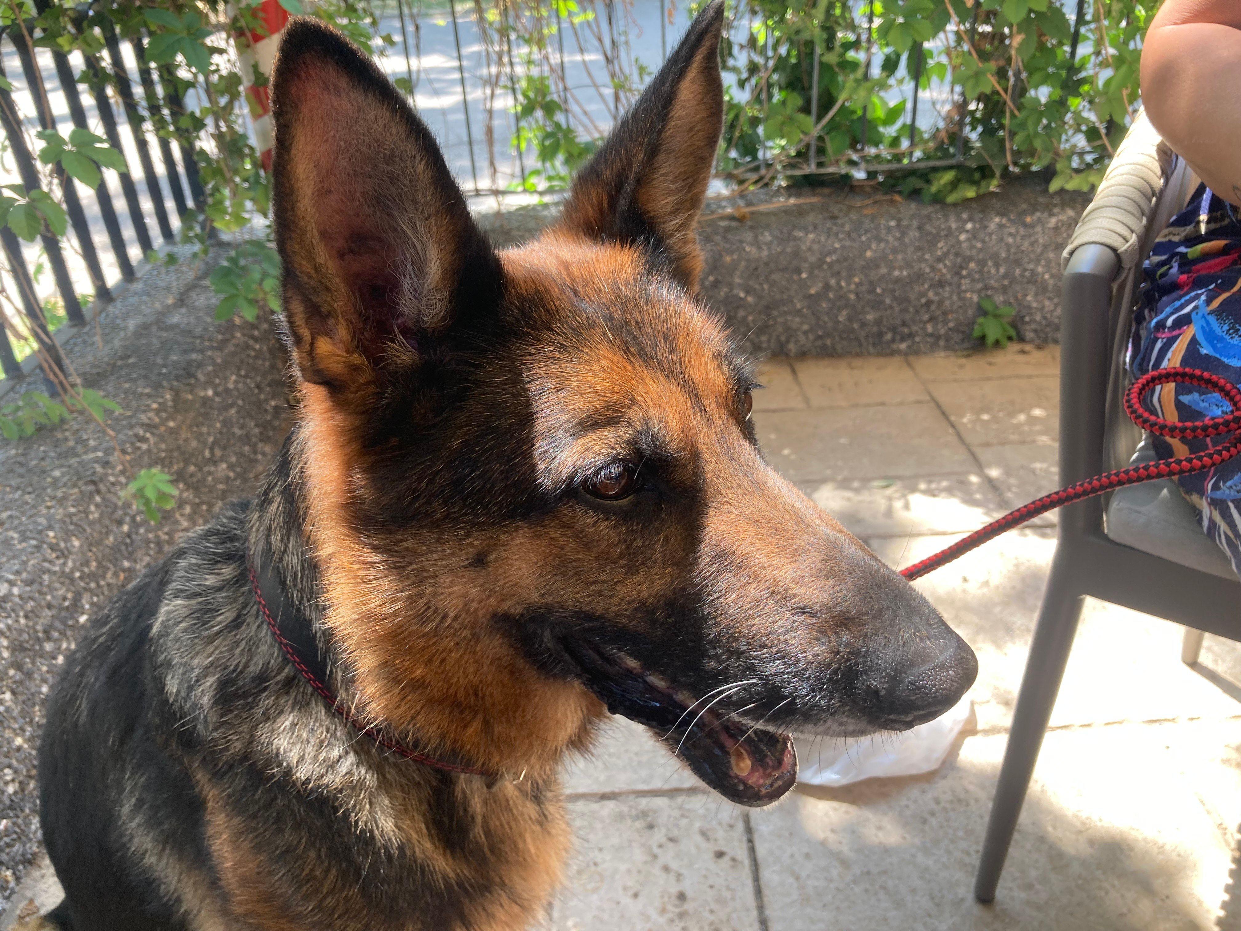 Ljubav na prvi lavež: Kako je vojni pas Irna pronašla novi dom 3 Irna je bila službeni vojni pas