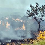 Požar kod Brusnika prekinuo železnički saobraćaj Zaječar–Negotin: Izgorelo oko 400 pragova 5