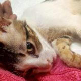 Rasprostranjeno seksualno zlostavljanje životinja u Indiji 8