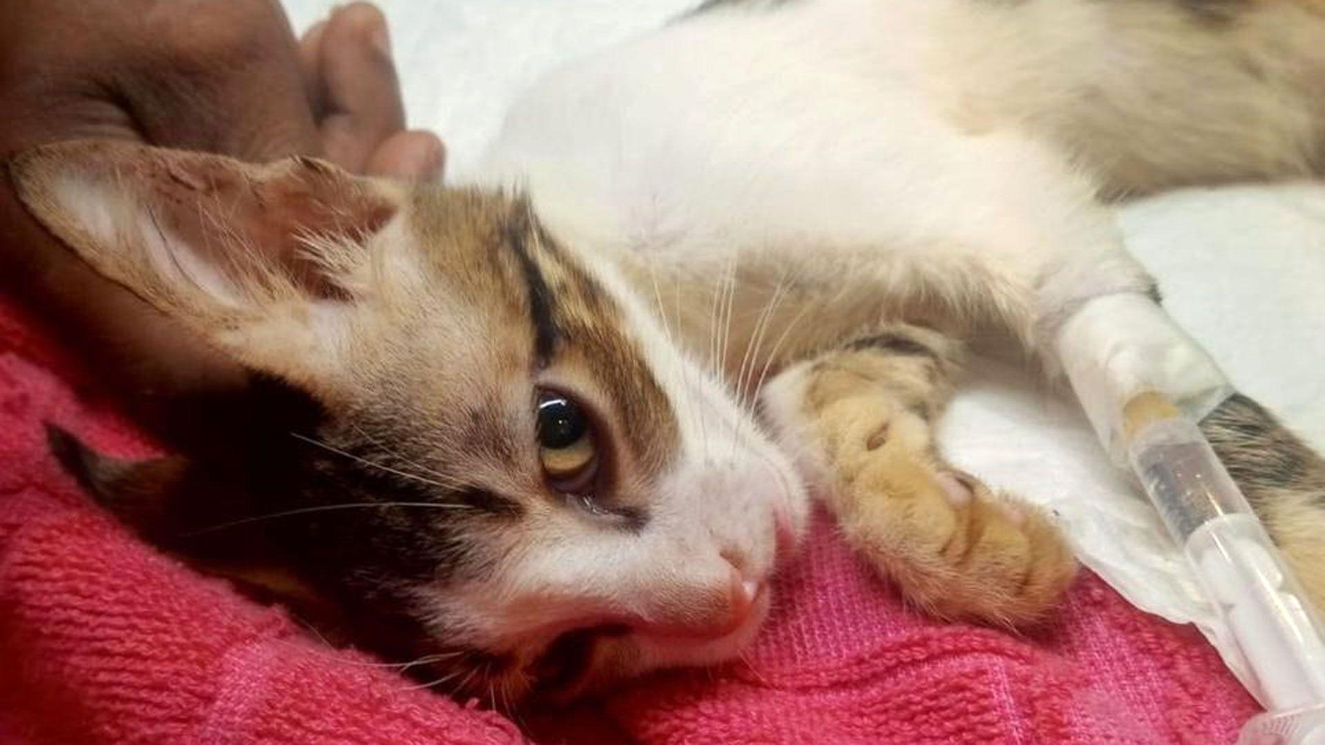 Smeđe-belo mače sa intravenskom cevi u nozi leži na crvenom peškiru