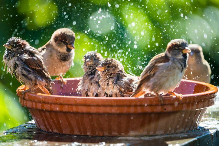 Kako zaštititi kućnog ljubimca tokom toplotnog talasa 4 House sparrows bathing and splashing water in a birdbath on a hot summer day.