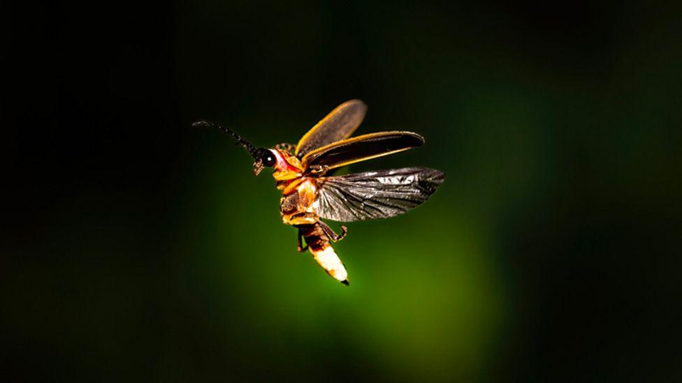 Da li smo zaista poslednja generacija koja će videti svice 4 svici