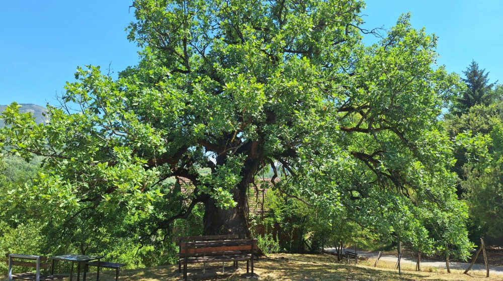 Kako džinovski hrast u Divljani kod Bele Palanke odoleva suši i stolećima? (FOTO) 1
