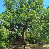 Kako džinovski hrast u Divljani kod Bele Palanke odoleva suši i stolećima? (FOTO) 1