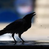 Srbija doživela najsušniji i najtopliji jun u istoriji merenja: Šta pokazuju analize? 6