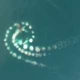 Ako vidite ove mehuriće u moru, odmah izađite 4