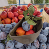 Ljuba Aličić na Svetog Iliju, spoj tradicije i degustacije: Manifestacija „Šumadijski dani šljive” u Stragarima kod Kragujevca 4