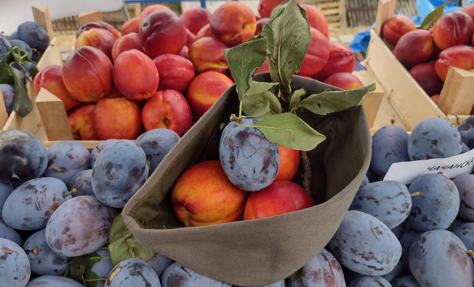Ljuba Aličić na Svetog Iliju, spoj tradicije i degustacije: Manifestacija „Šumadijski dani šljive” u Stragarima kod Kragujevca 1