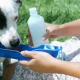 Kako zaštititi kućnog ljubimca tokom toplotnog talasa 3