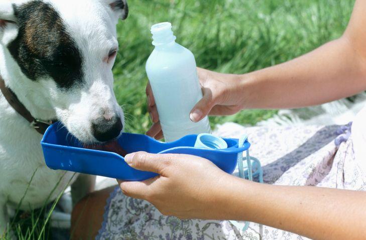 Kako zaštititi kućnog ljubimca tokom toplotnog talasa 1 Pas pije vodu