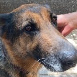 Ljubav na prvi lavež: Kako je vojni pas Irna pronašla novi dom 10