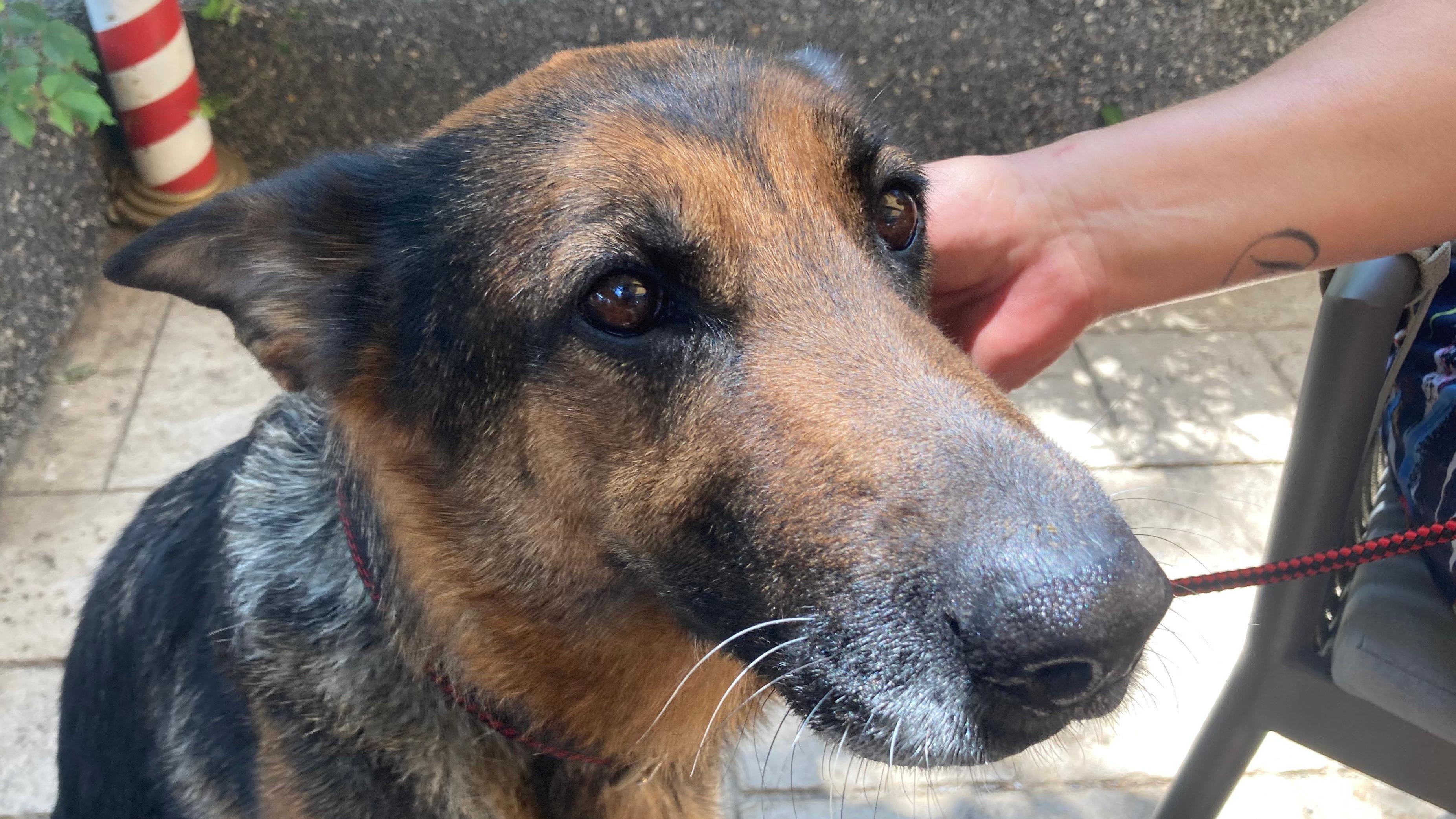 Ljubav na prvi lavež: Kako je vojni pas Irna pronašla novi dom 1 Irna, nemački ovčar