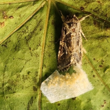 Životinje reaguju na tajne zvukove biljaka, kažu naučnici 6