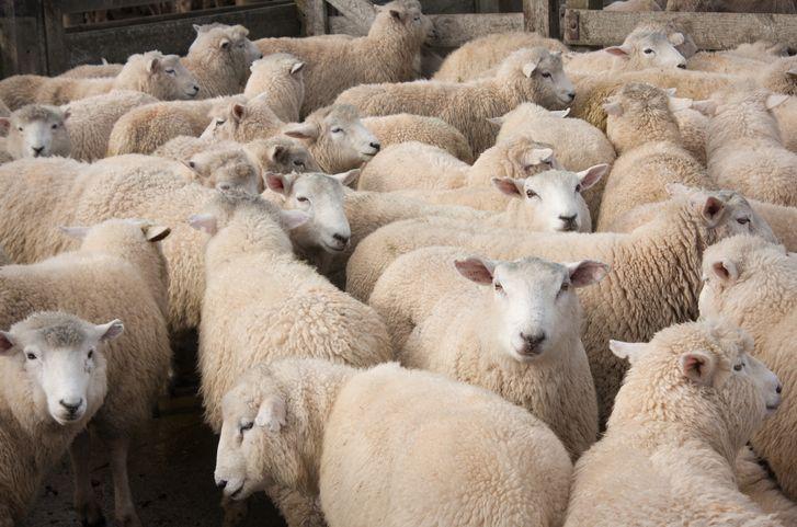 Kako zaštititi kućnog ljubimca tokom toplotnog talasa 5 Ovce u toru na Novom Zelandu