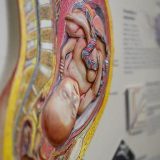 Kreatin: Suplement za mišićnu masu koji poboljšava moždane funkcije 4