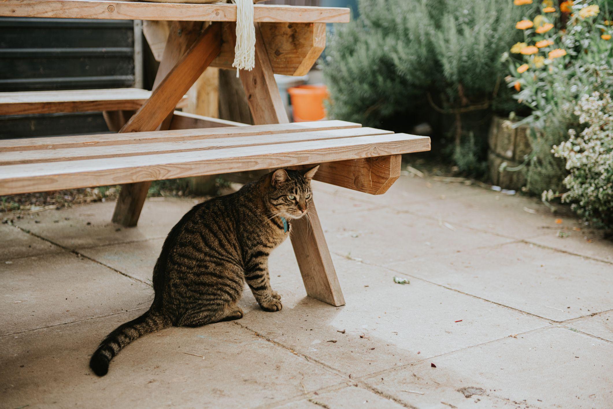 Kako zaštititi kućnog ljubimca tokom toplotnog talasa 2 mačka ispod stola