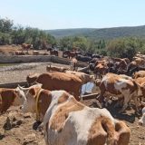Stigle cisterne sa vodom za više od hiljadu krava i konja na Suvoj planini: Prvu pomoć poslao Niš 5