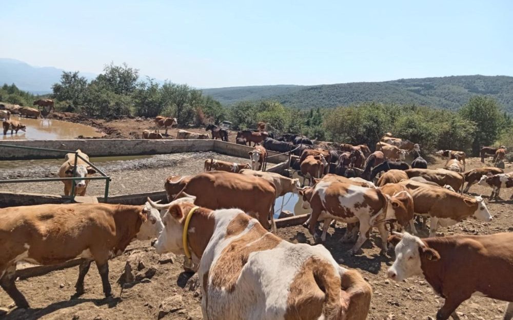 Oko hiljadu krava i 300 konja na Suvoj planini bez kapi vode: Stočari zovu "državu" da ne daje lažna obećanja već da hitno reaguje 4