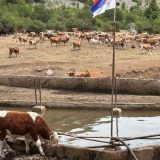 "Brzo smo reagovali, ministar je stalno na terenu": Ministarstvo poljoprivrede se oglasilo peti dan nakon što je više od hiljadu krava i konja na Suvoj planini ostalo bez kapi vode 4