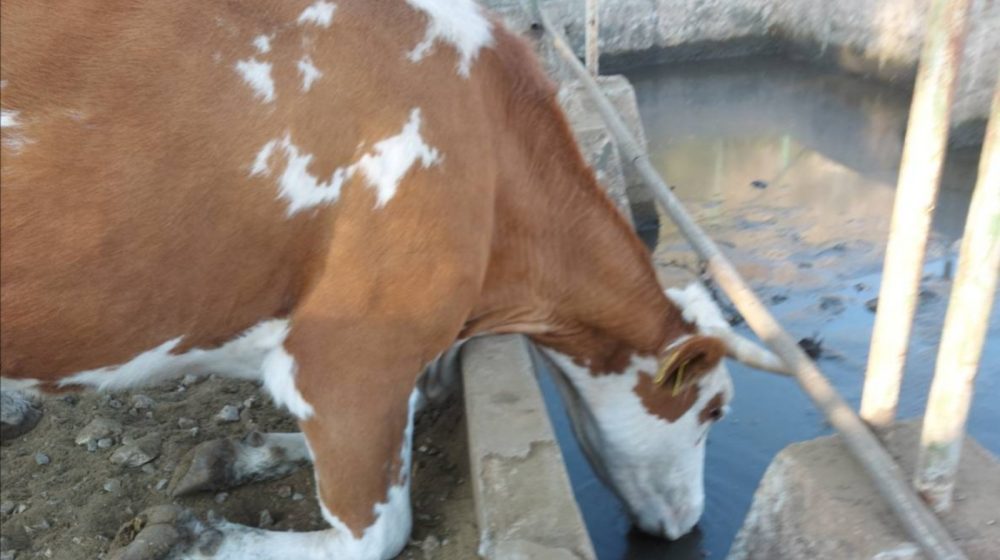 SRCE: Od 2013. broj muznih krava u Srbiji pao sa 500.000 na 330.000 1