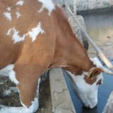 SRCE: Od 2013. broj muznih krava u Srbiji pao sa 500.000 na 330.000 1