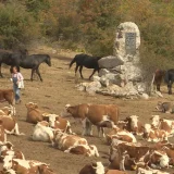 Oko hiljadu krava i 300 konja na Suvoj planini bez kapi vode: Stočari zovu "državu" da ne daje lažna obećanja već da hitno reaguje 7