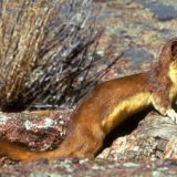 Lasice došle do Mirijeva, zbog suše i nedostatka vode približile se naseljima 3