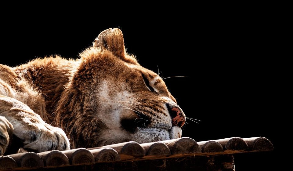 Lav napao čoveka u Turskoj 1