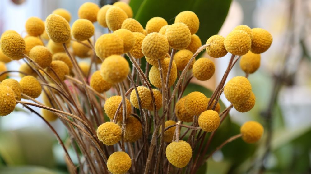 Ovaj neobičan cvet voli sunce, a izgleda fantastično i kada se osuši 1