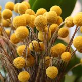 Ovaj neobičan cvet voli sunce, a izgleda fantastično i kada se osuši 3