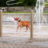 Simptomi toplotnog udara kod pasa i mačaka: Kako da zaštitite i olakšate ljubimcima tropske dane? 10