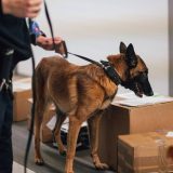 Nemački carinici otkrili 1.500 tarantula u paketima keksa 9