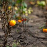 Ovaj sastojak može da spasi vašu baštu od suše 1