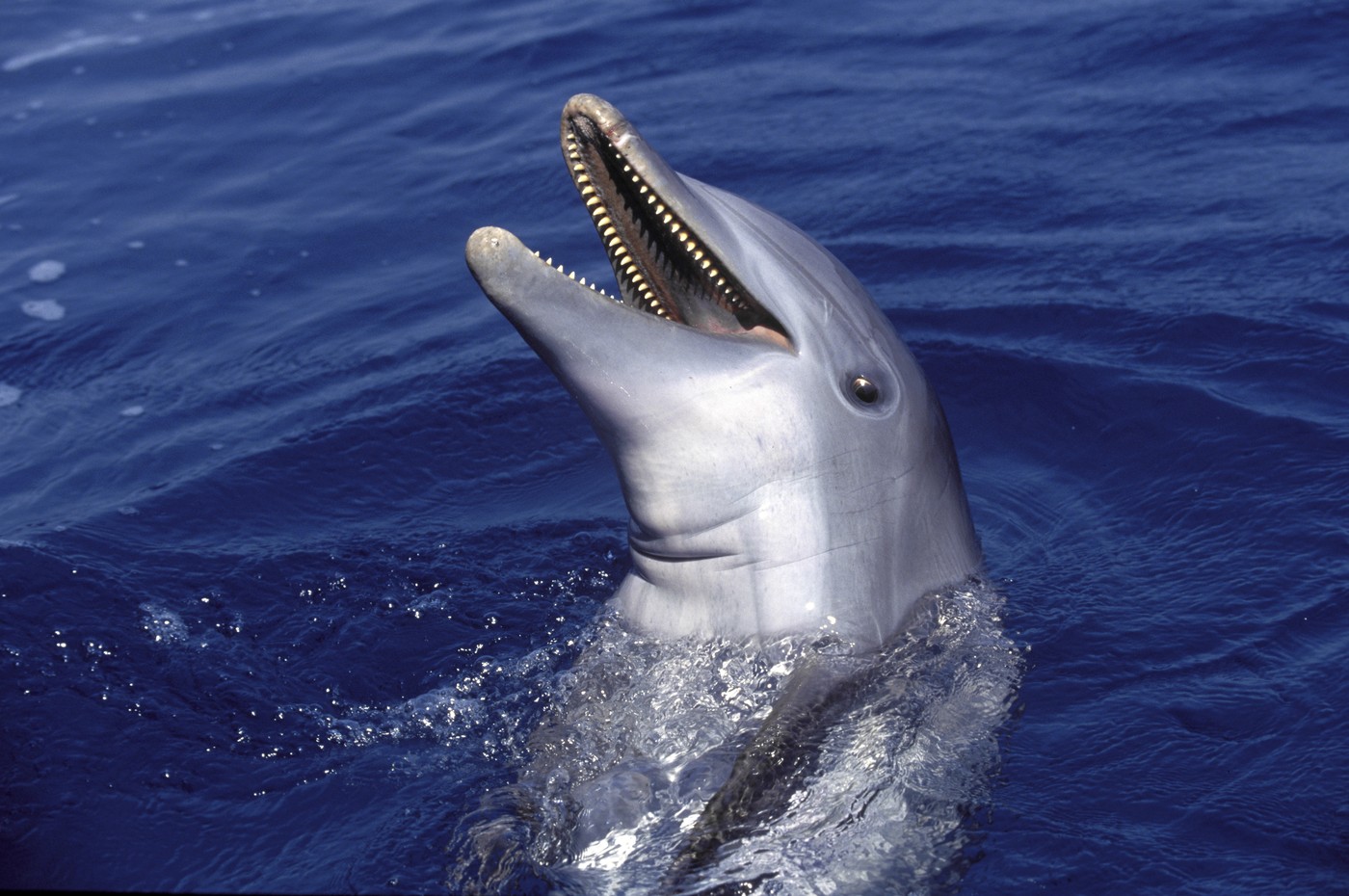 Delfinarijum - ili osveta osmehnutoj dobroti 2