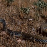 Ako primetite da vam se zmija približava, uradite jednu stvar - odmah će pobeći 1