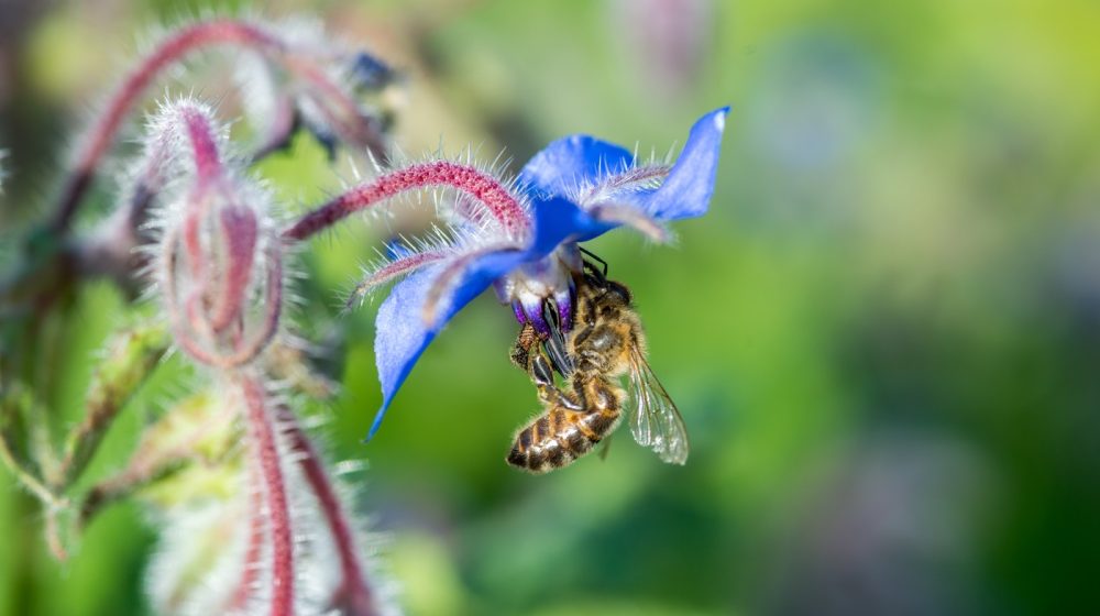 Šta da uradite ako vas ubode osa i kako na vreme da prepoznate alergijsku reakciju? 1