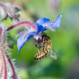 Šta da uradite ako vas ubode osa i kako na vreme da prepoznate alergijsku reakciju? 4