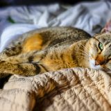 Verovatno pogrešno mazite mačke i evo kako da to radite kako treba 5