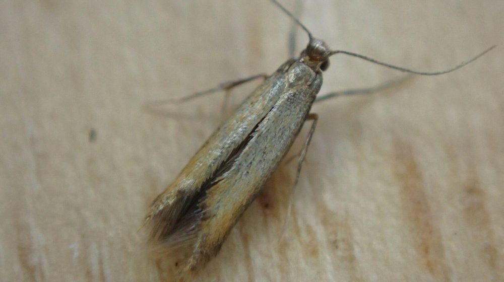 Moljci ne podnose mirise ove biljke 1