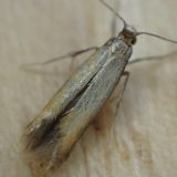 Moljci ne podnose mirise ove biljke 1