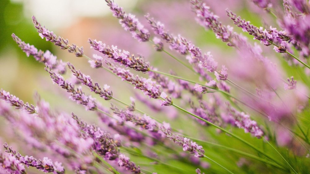 Borite se sa muvama i drugim insektima: Ove biljke će ih oterati od vašeg doma 1