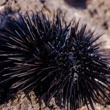 Zgazili ste na morskog ježa: Ovo odmah treba da uradite 3