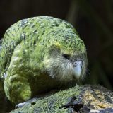 Kakapo: Debeljko među papagajima koji može da živi skoro 100 godina 8