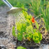 Ovo je najgore vreme za zalivanje bašte tokom leta 4