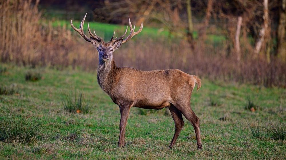 U krivolovu ubijen jelen na Fruškoj gori: Nacionalni park ćuti 1