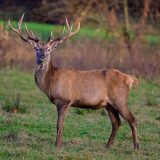 U krivolovu ubijen jelen na Fruškoj gori: Nacionalni park ćuti 1