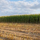 suša, polje, kukuruz