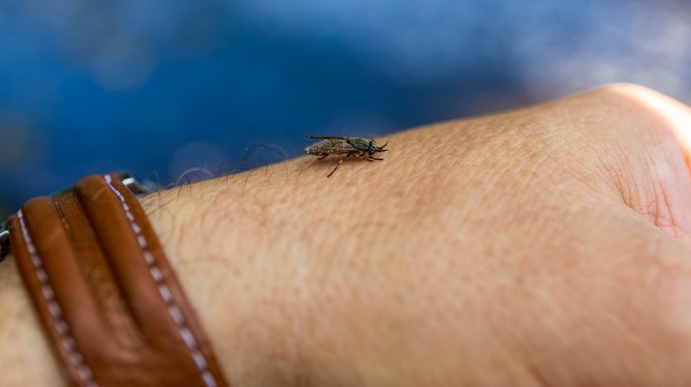 Zašto sve više ljudi stavlja krastavac na prozor? 1